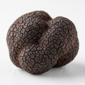 Fresh Summer Truffle